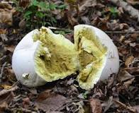 Calvatia gigantea