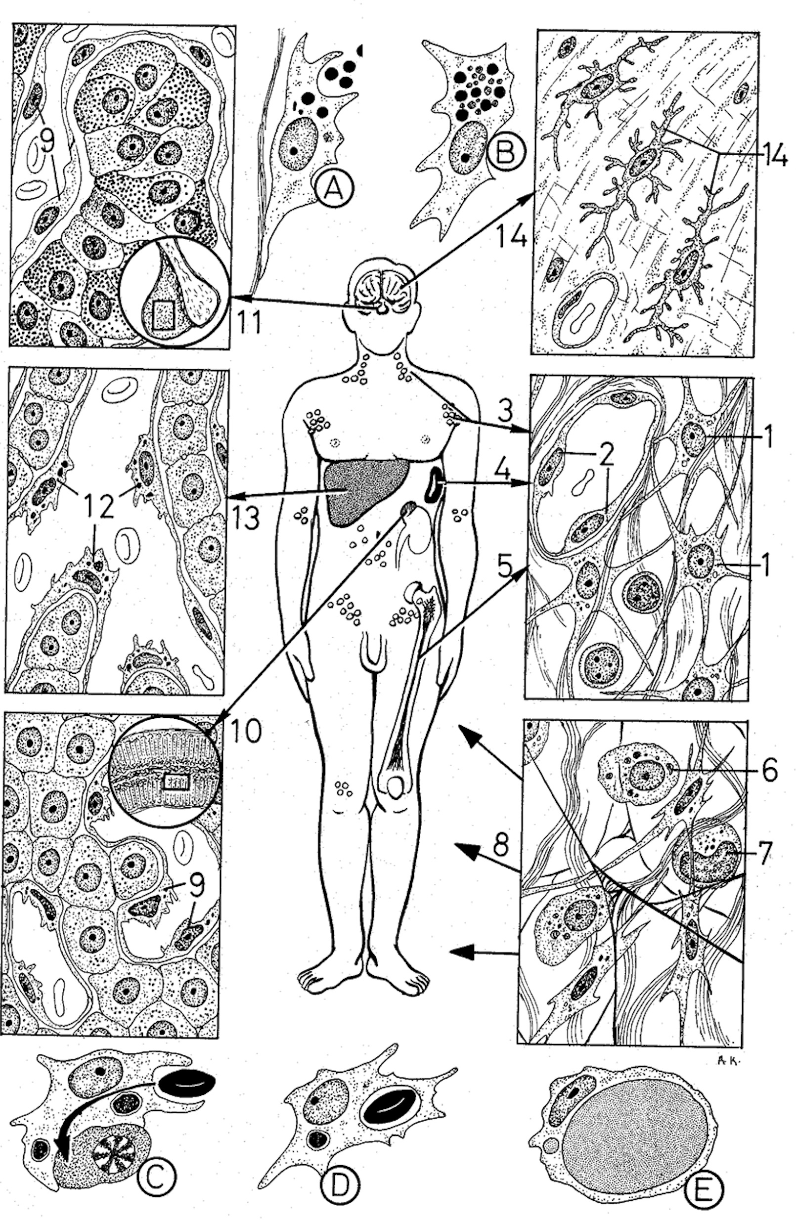 SISTEMA MONONUCLEAR
FAGOCÍTICO (SRE)