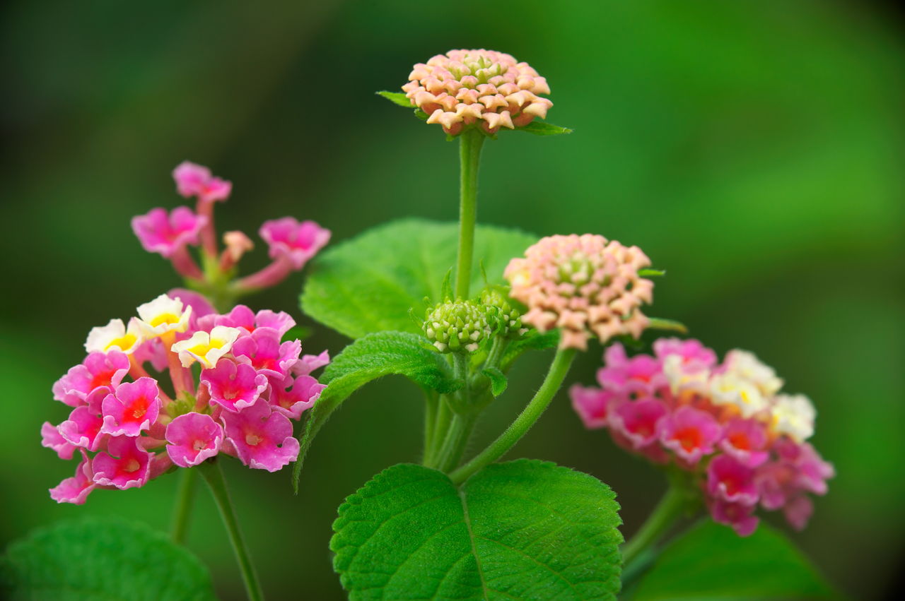 Flower Plants