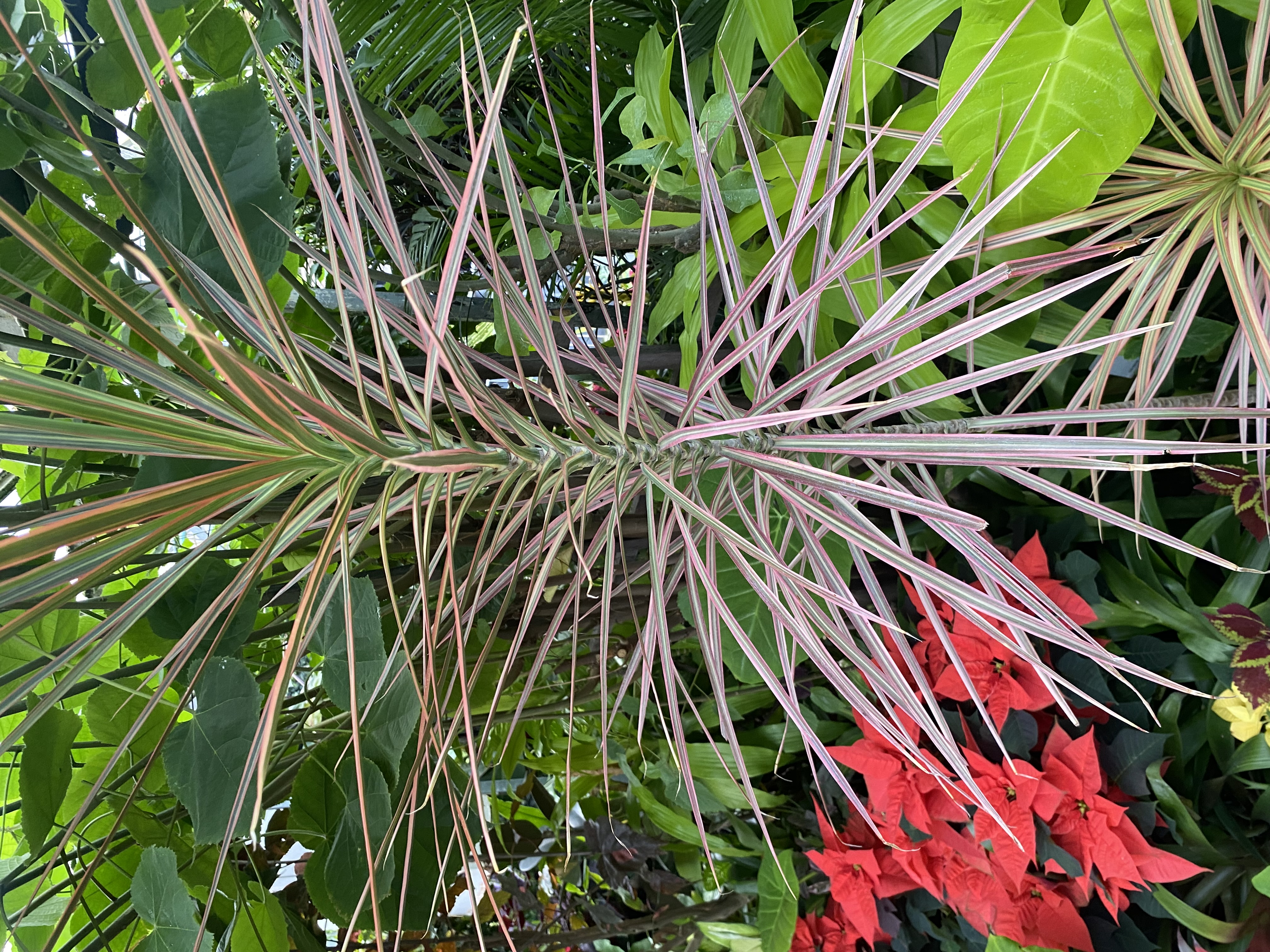 Common name: Dragon Tree