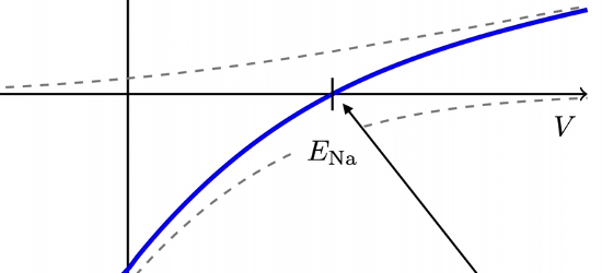reversal potential = nernst potential
where current reverses