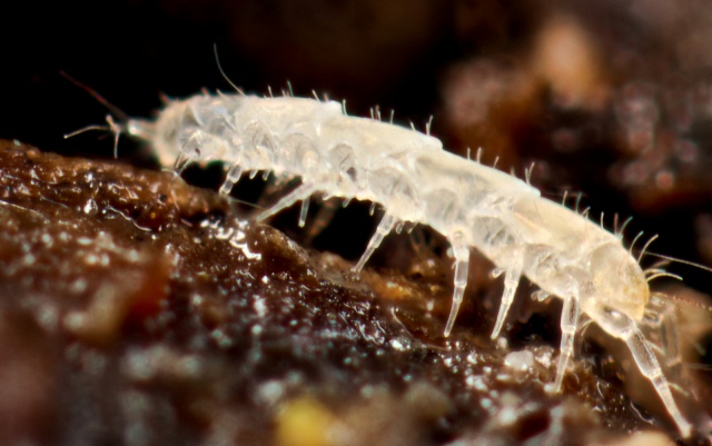 Pauropod