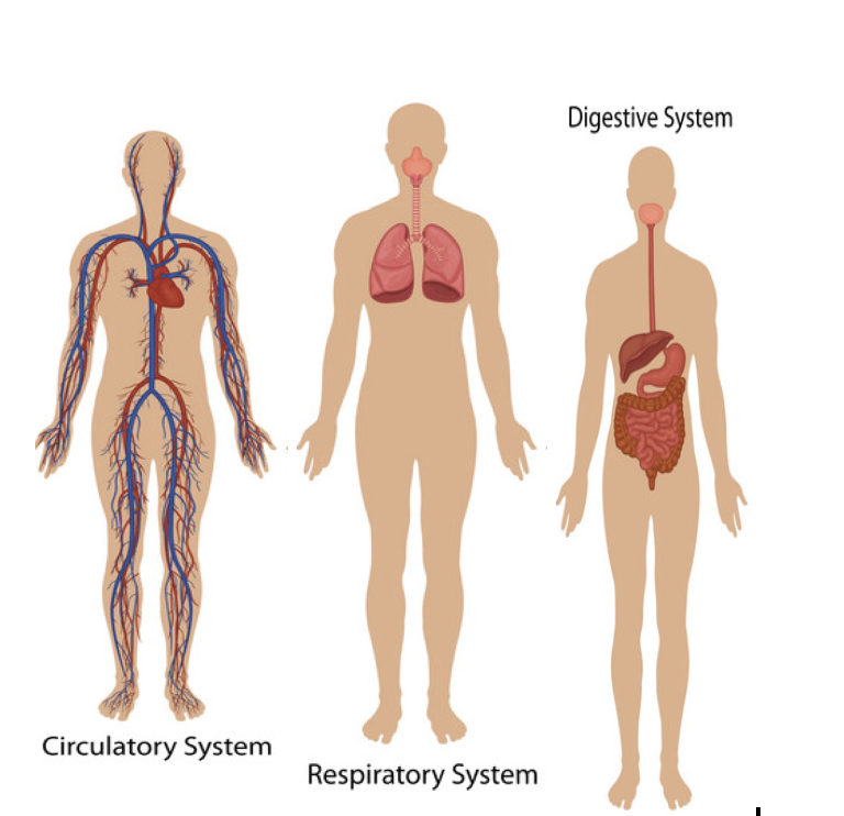 INTERNAL SYSTEMS
By: Mehak Aulakh