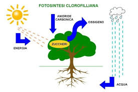 Per fare la fotosintesi le fogli hanno bisogno di:                                                                           