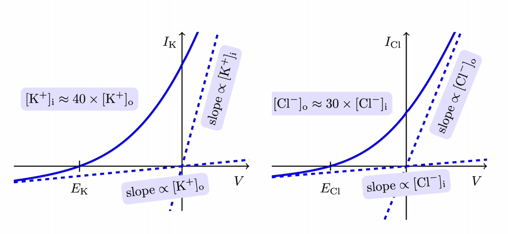 opposite for K+ and flip out and in anions
