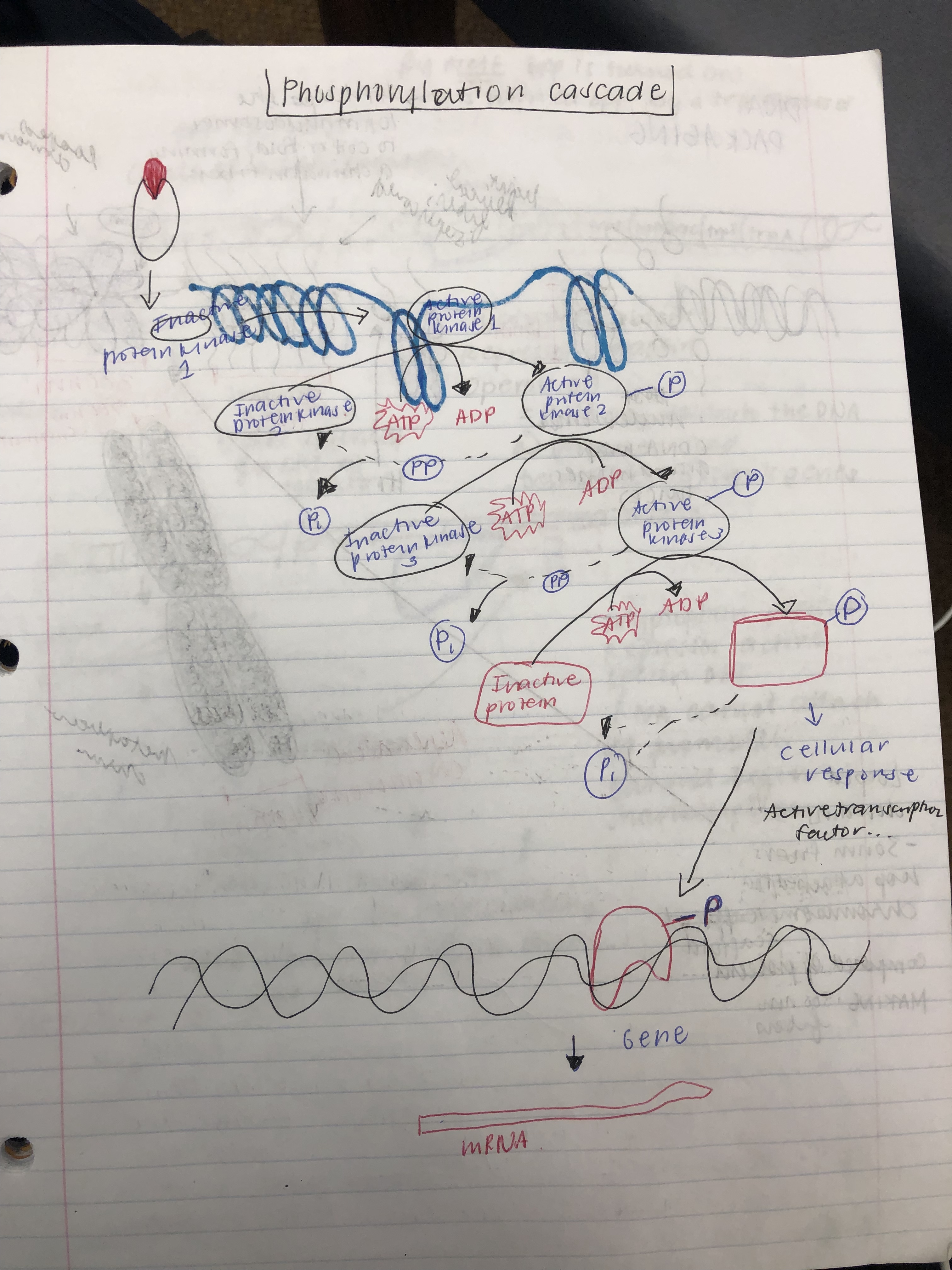 Stages of Signaling
