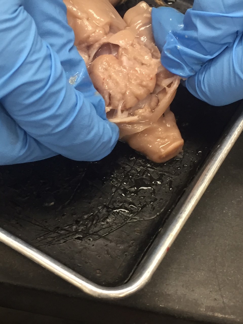 The fetal pig's brain
