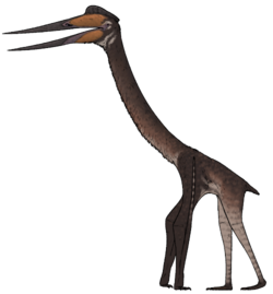 Infernodrakon hastacollis