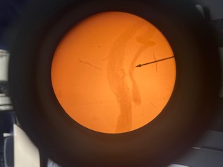Mushroom Hyphae, 40x
