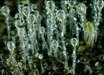 Ex. zygomycota