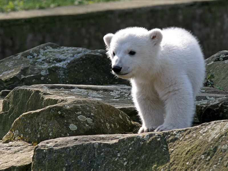 動物園