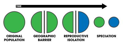 Allopatric Speciation