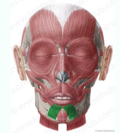 Depresor del labio superior