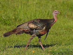 Wild Turkey