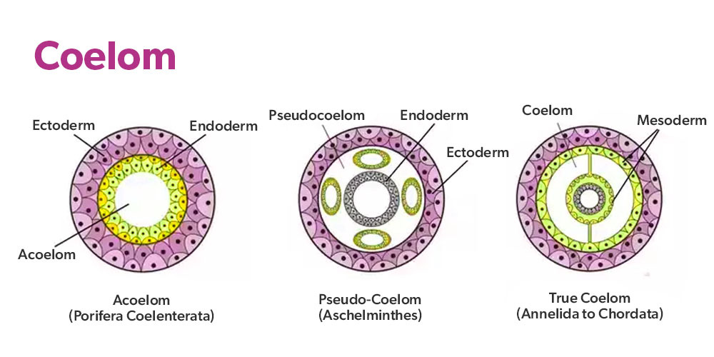 Body cavity: