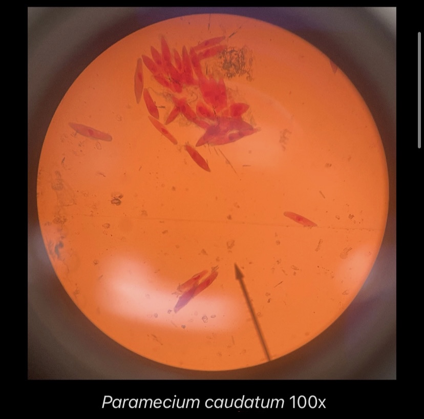 Paramecium caudatum 100x
