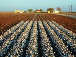 Agriculture; Most cotton in Eupa is grown in fields, during a spinning process. And is extracted by a picker or a stripper.
