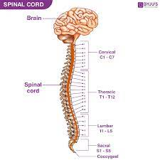 Spinal cord