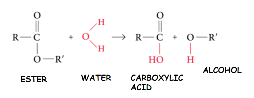 Hydrolysis of Ester