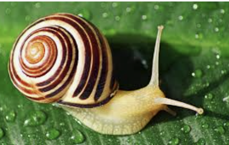 Ex. snails