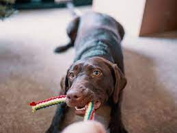 He is fun to with play