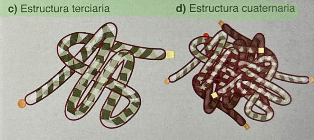 c) diagrama de una proteína, incluye hojas beta plegadas y alfa hélices.
d) Estructura cuaternario, incluye polipéptidos.