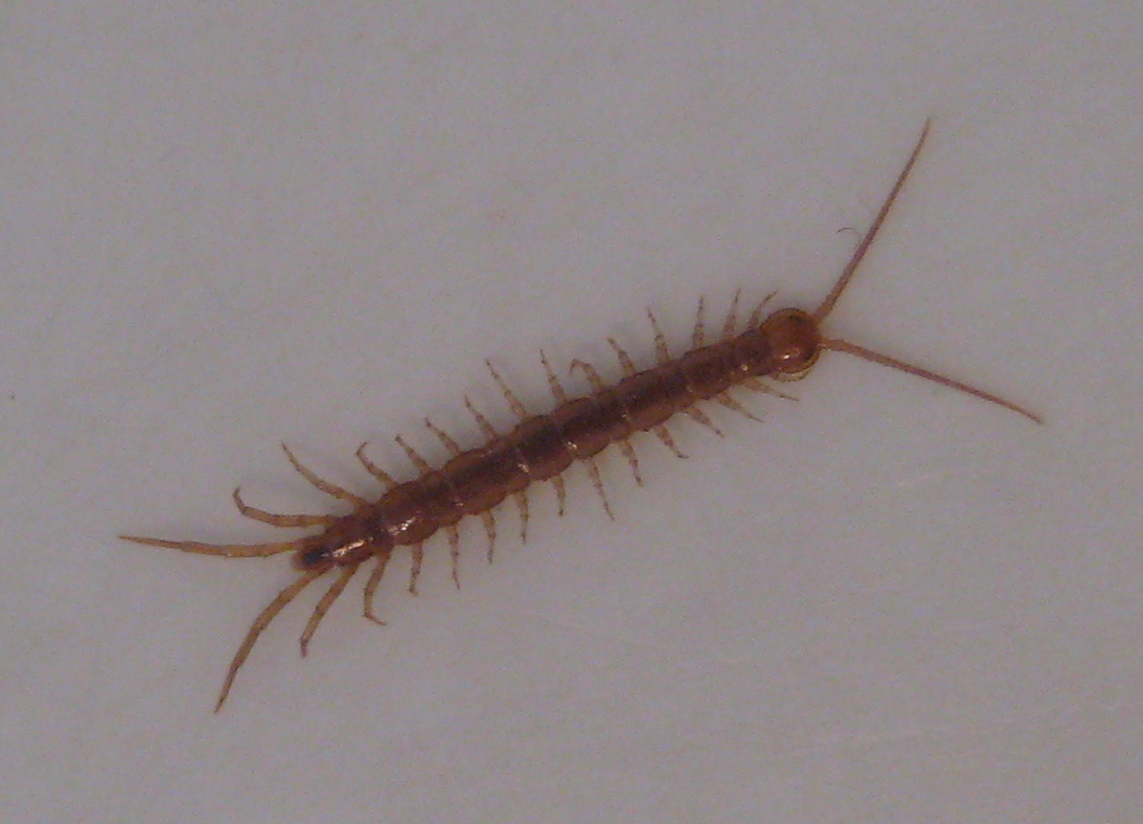 Garden Centipede