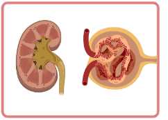 Severe renal toxicity
