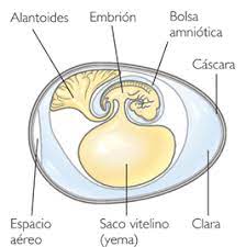 En la formación del embrión el primer órgano hematopoyético, es:
-El saco vitelino.
-Luego al mes inicia el hígado a producir