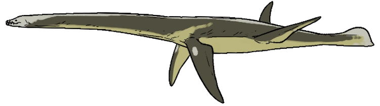 Plesiosaurus dolichodeirus