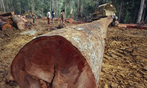P&G relies on virgin forest fiber, meaning they cut down century-old trees to make into tissues that will be used once and fl