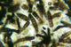 Hyphomycetes