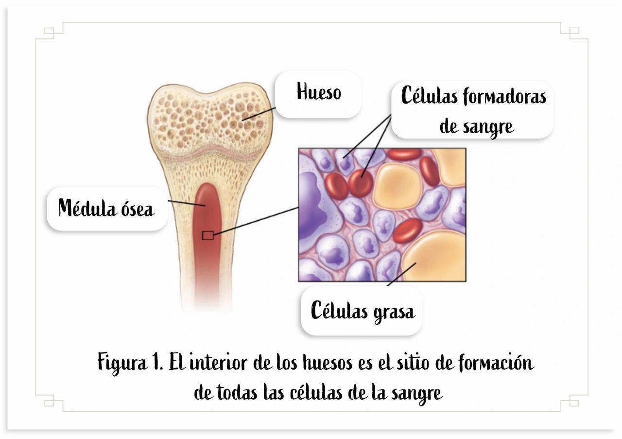 -El principal y único órgano en el adulto es la medula ósea, se encuentra dentro del hueso y se compone de pulpa amarilla y u