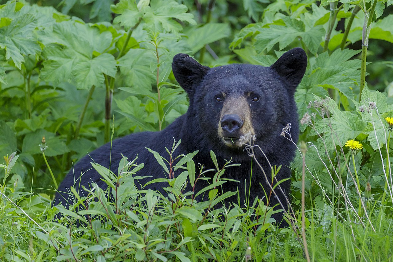 American Black Bear
(Ursus Americanus)