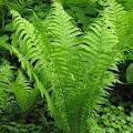 ostrich fern