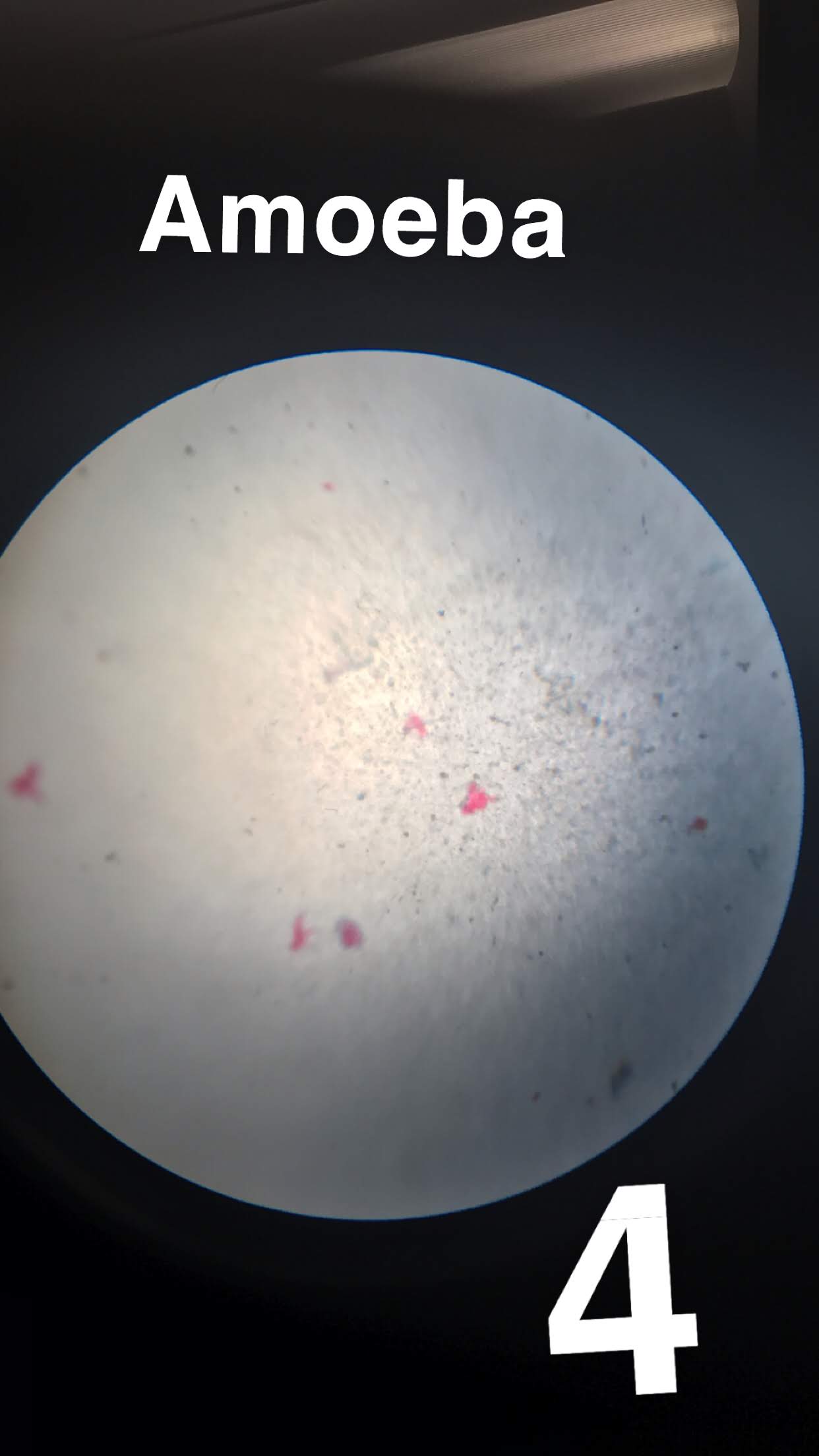 Amoeba 4