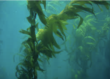 Ex. Macrocystis