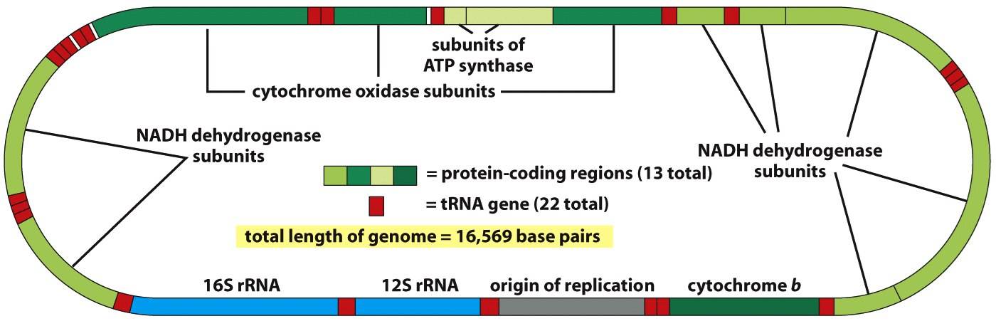 Mitochondrial DNA (mtDNA