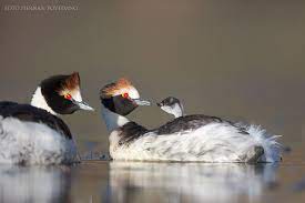 Podiceps gallardoi