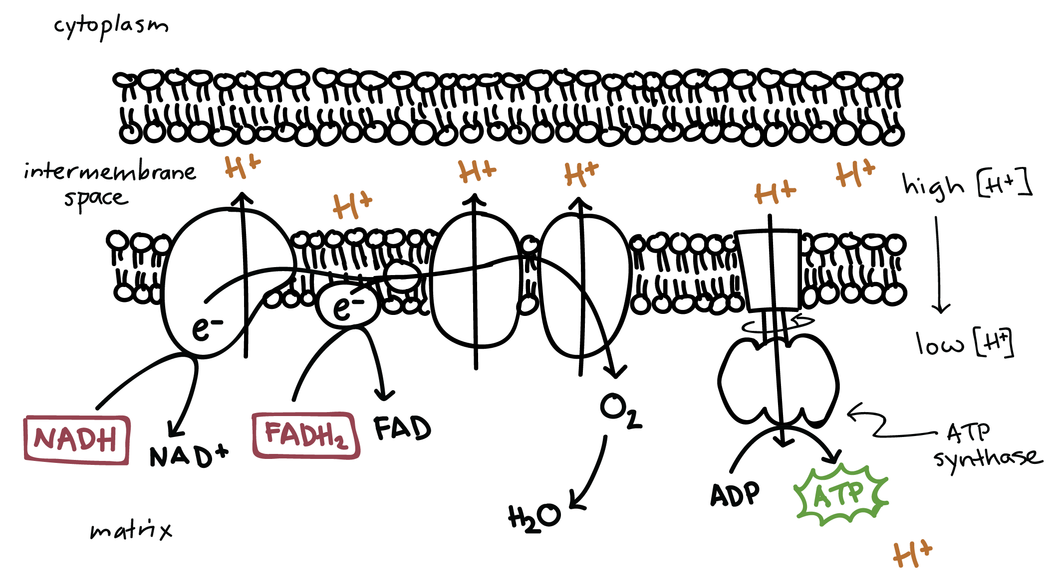 4. Electron Transport Chain: Energy from the NADH and FADH2 is used to produce ATP, Water, NAD+ and FAD