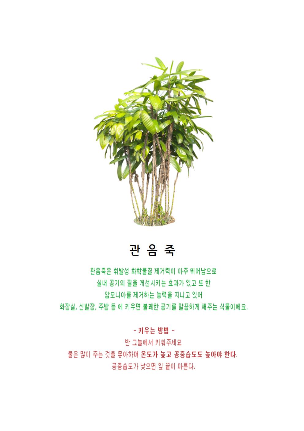 관음죽