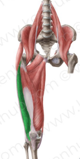 Vasto femoral