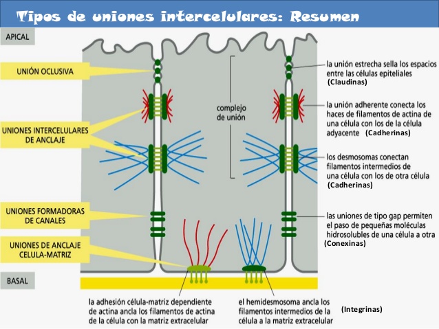 Uniones intercelulares