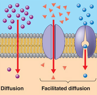 Passive transport