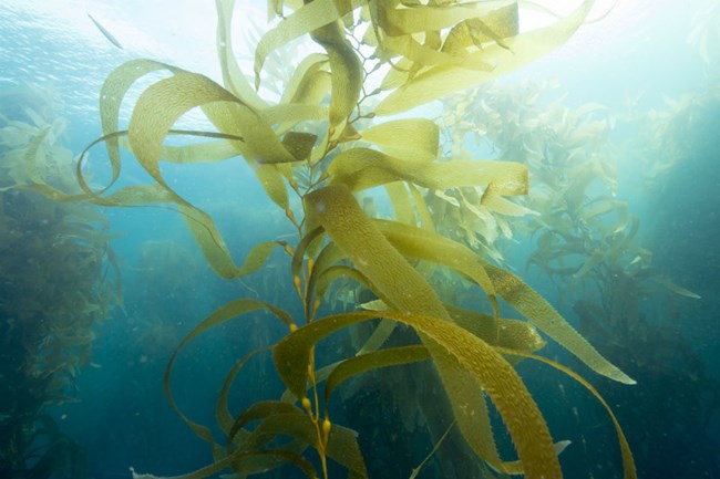 Kelp
