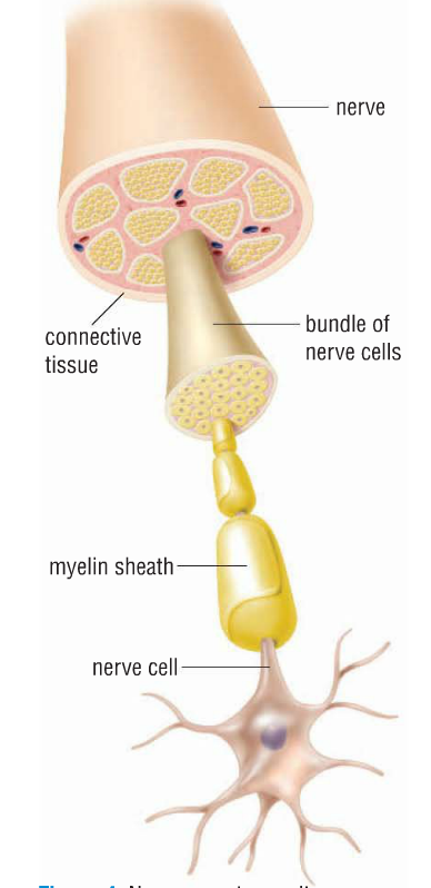 Myelin acts like insulation on an electrical wire.