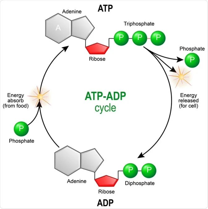 Unit 4 - Metabolism and Energy concept map