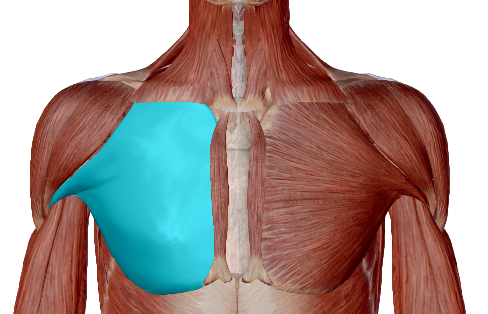 Pectoral mayor