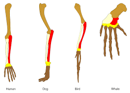 Anatomical evidence