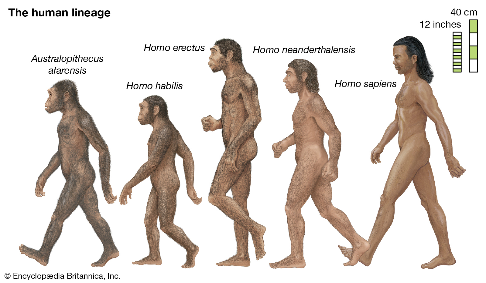 Humans or (Homo sapiens) are an example of a species.